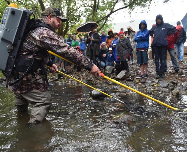 Fish and Game Dunedin regional field officer Steve Dixon catches fish and eels from Lindsay Creek by stunning them with a direct electric current, during CreekFest at Chingford Park yesterday. Photo by Peter McIntosh.