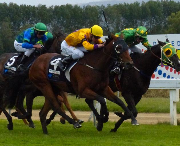 Trainer Terry Kennedy's consistent galloper, Landales Gold (outer), looks well placed to add to his two career wins when he races at Wingatui today. Photo from ODT files.