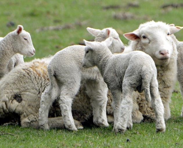New Zealand has experienced its smallest lamb crop for more than 60 years. Photo by Stephen...