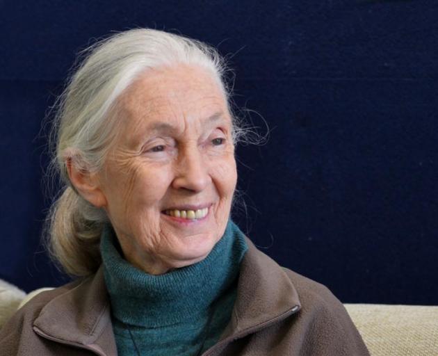 Dame Jane Goodall. Photos by Gerard O'Brien.