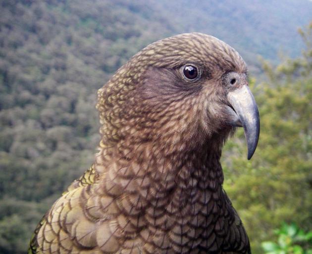 A Kea. Photo: Stephen Jaquiery.