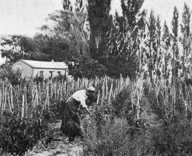 Gathering tomatoes in an Alexandra orchard. - Otago Witness, 16.5.1917.