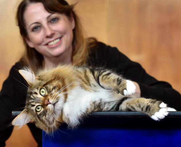 Zena Pigden with her Maine Coon Ishcus Dragon Simara, who won the best long-hair entire cat award...