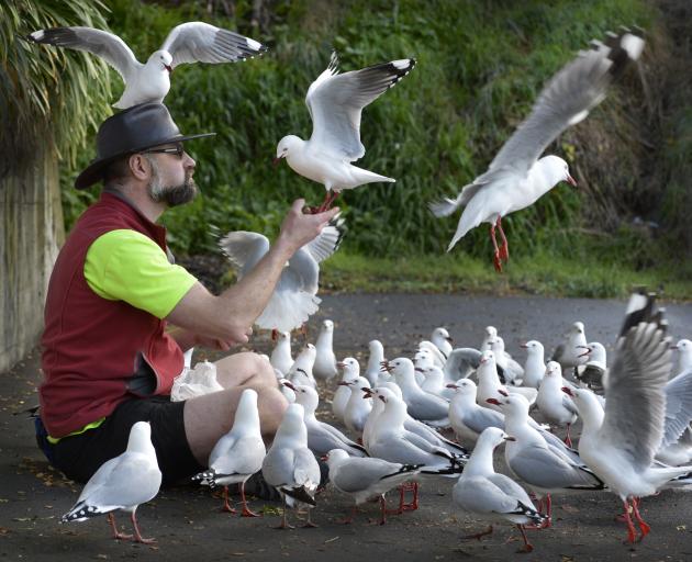 Tony Pemberton feeds his flock of friendly seagulls in Dunedin yesterday. Photo: Gerard O'Brien