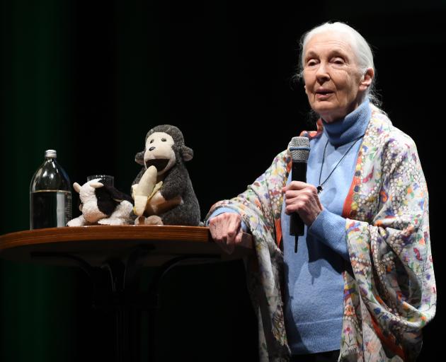 British primatologist Dr Jane Goodall speaks at the Regent Theatre last night. Photo: Gregor Richardson