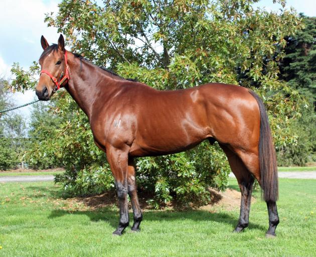 Former Victorian racehorse Prince of Brooklyn arrives at North Taieri this week for the new breeding season in August. Photo: Supplied