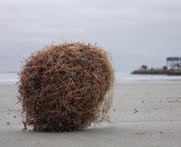 Donna McPherson was surprised to be find seagrass balls on Caroline Bay last Wednesday.  Photos:...
