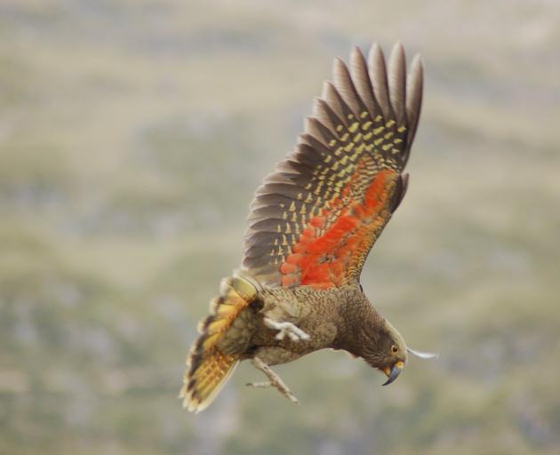 A kea in full flight displaying its distinctive coloured feathers.