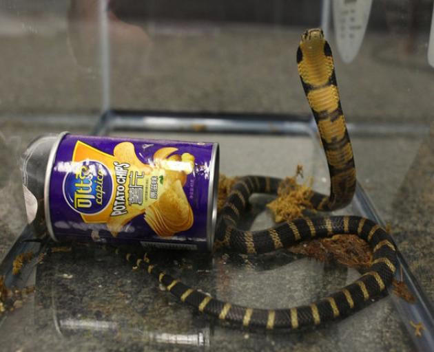 A king cobra snake seen coming out of a container of chips. Photo: Reuters