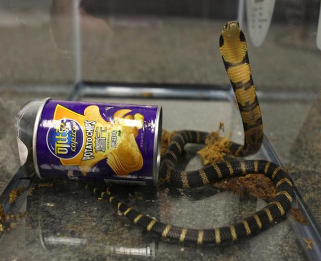 A king cobra snake seen coming out of a container of chips. Photo: Reuters A king cobra snake seen coming out of a container of chips. Photo: Reuters