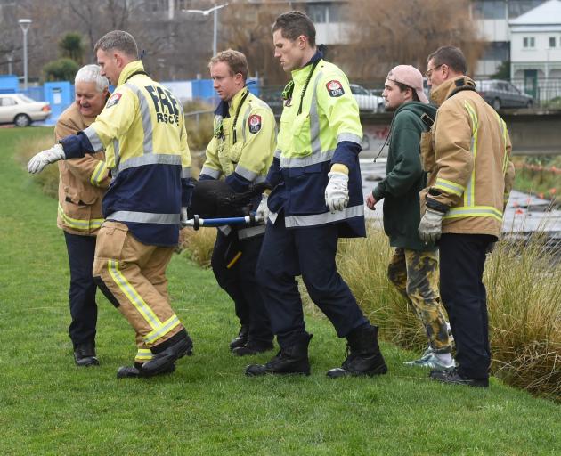 Emergency services personnel and dog owner Cairo Griffin carry injured labrador Maku after he fell into the Water of Leith near Forth St yesterday. Photo: Gregor Richardson