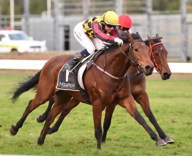 Despite the weather playing havoc with his preparation, Our Bandit is on track to start in next weekend’s Winter Cup at Riccarton. Photo: Race Images