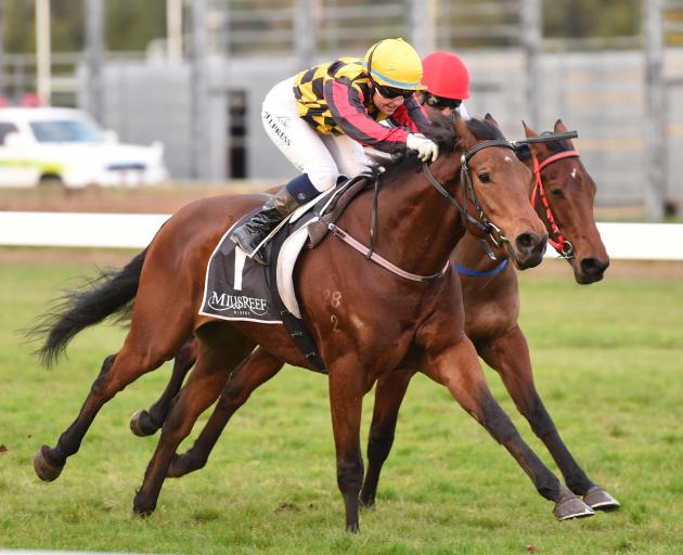 Despite the weather playing havoc with his preparation, Our Bandit is on track to start in next weekend’s Winter Cup at Riccarton. Photo: Race Images Despite the weather playing havoc with his preparation, Our Bandit is on track to start in next weekend’s Winter Cup at Riccarton. Photo: Race Images