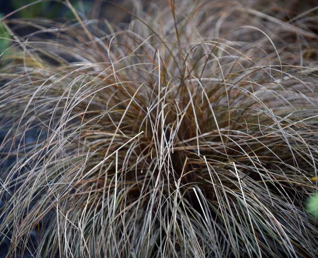 Carex Flagellifera. Photo: Peter McIntosh.