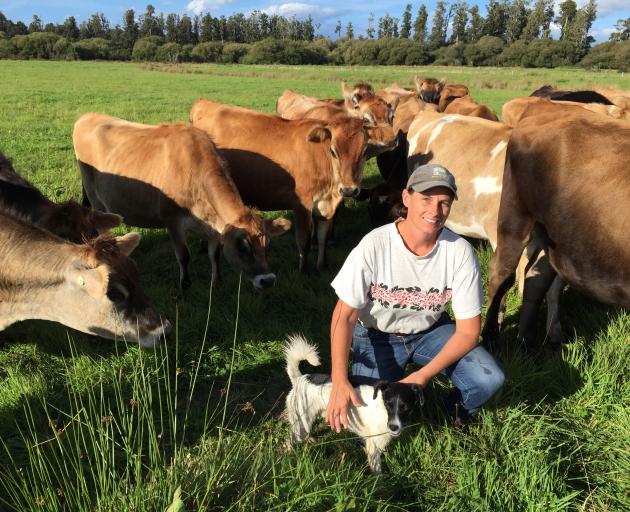 Katie Milne, seen here with heifers on her farm, is splitting her time between the West Coast and Wellington. Photo: Supplied.