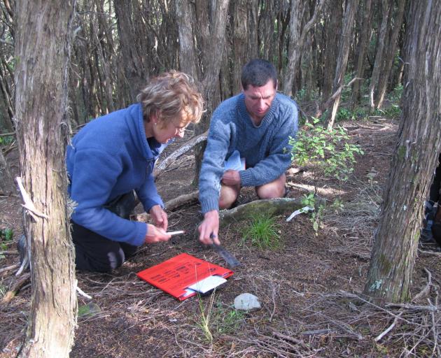 Volunteer Valerie Fay assists Kelvin Lloyd monitoring the growth of rare carex inopinata in a...