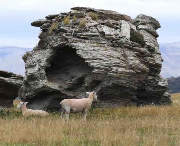 National sheep numbers have dropped slightly on the previous year. Photo: Stephen Jaquiery
