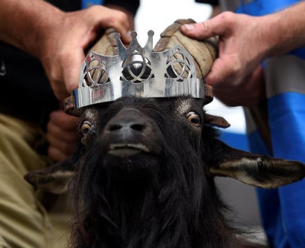 A crown is affixed to a wild goat as it is crowned King Puck and will be held on a platform above the town for three days in Killorglin. Photo: Reuters