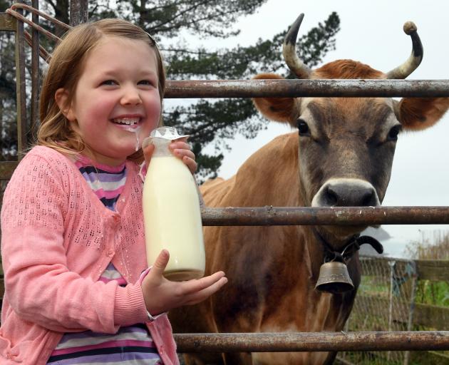Marion McMullan (5) samples some of the first milk produced since Port Chalmers dairy farm and milk retailer Holy Cow restarted after a 14-month absence. Photo: Stephen Jaquiery