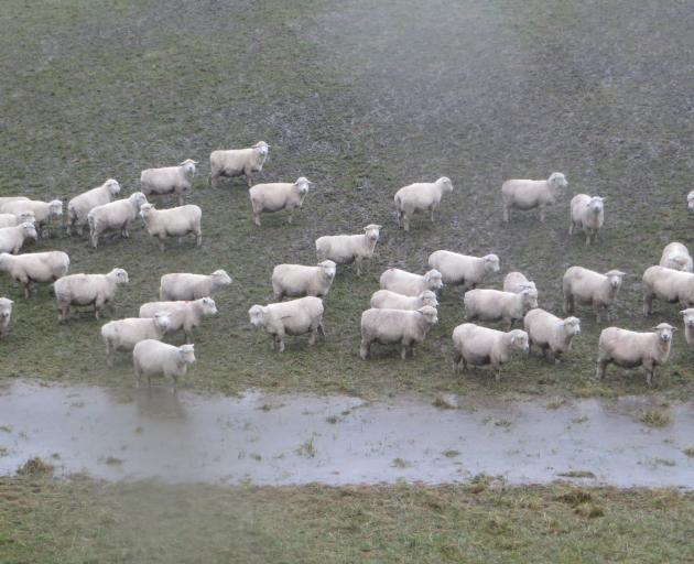 Bedraggled sheep seek shelter from the rain in Waianakarua, on July 21. Photo: Shannon Gillies