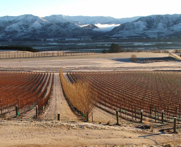 Ostler’s is one of the vineyards contributing to the41ha of vines in the Waitaki Valley. Photo:...