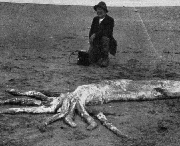 Part of a huge octopus stranded on a Catlins beach. - Otago Witness, 1.8.1917.