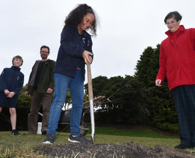 Carisbrook School pupil Myhani Vahua (12) digs a hole in which to plant a  Billington plum tree...