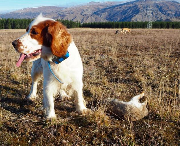 Steve Barton’s dog, Suzie Creamcheese, stands over a rabbit killed during a ferreting programme...