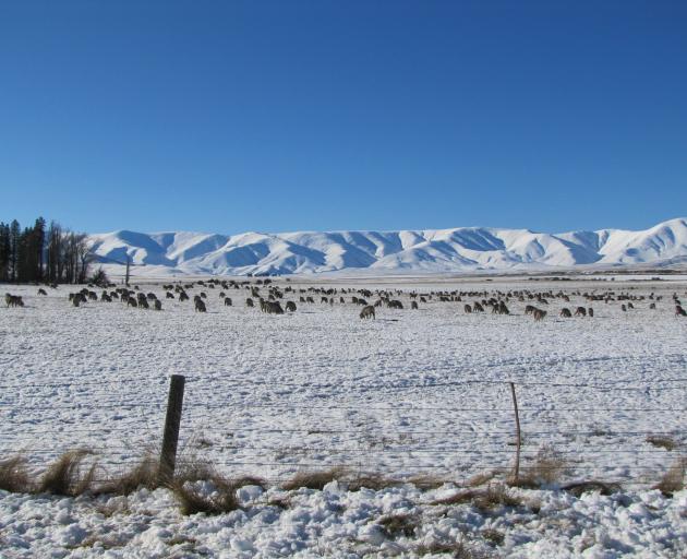 Sheep and beef farmers are most concerned about commodity prices; pictured, stock against the backdrop of the Hawkdun Range in the Maniototo in July. Photo: Pam Jones