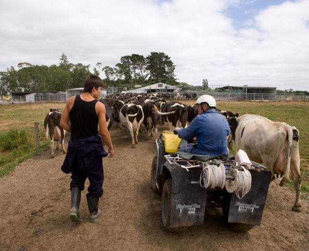 The dairy industry employs about 35,000 people in on-farm jobs in New Zealand. About 3800 of the jobs are filled by people from overseas. Photo: DairyNZ