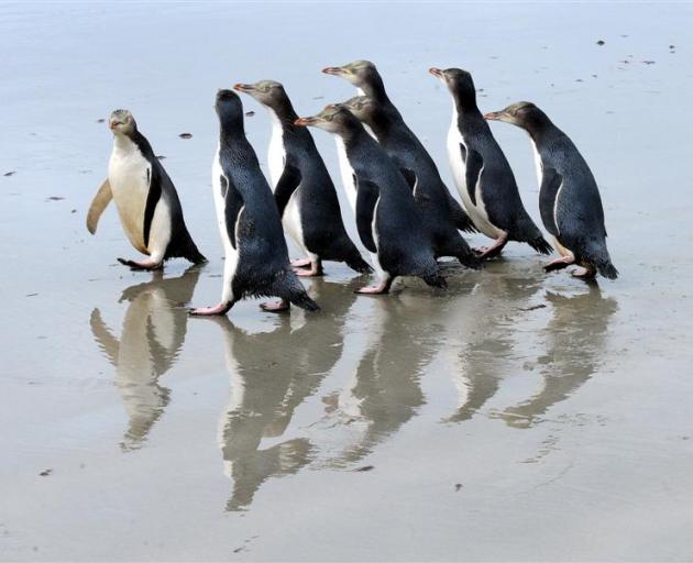 a_group_of_rescued_yellow_eyed_penguins_photo_odt__5198471f26.JPG