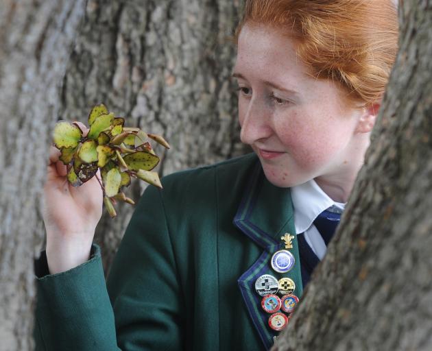 Columba College pupil Corrie Anderson has won a prestigious Royal Society Crest Award for her...