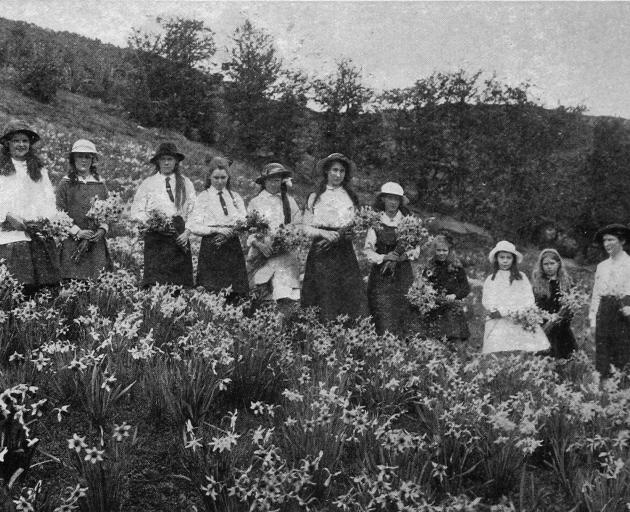 Members of the Lawrence Young Helpers' League gathering narcissi on the hillside at Messrs...