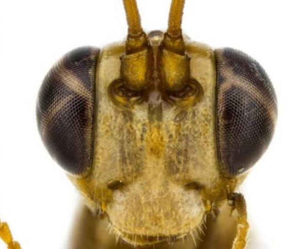 University of Auckland doctoral student Tom Saunders has described a species of native wasp and named it after a character from the Harry Potter series, Lucius Malfoy. Photo: Supplied