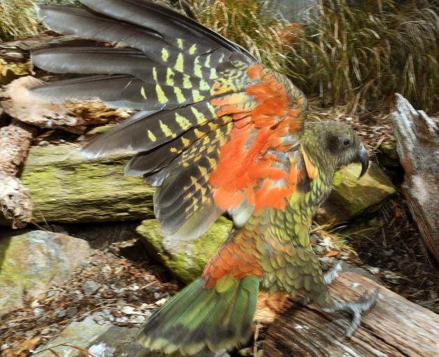 This kea held at the Dunedin Botanic Garden's aviary will not be allowed to breed as the...