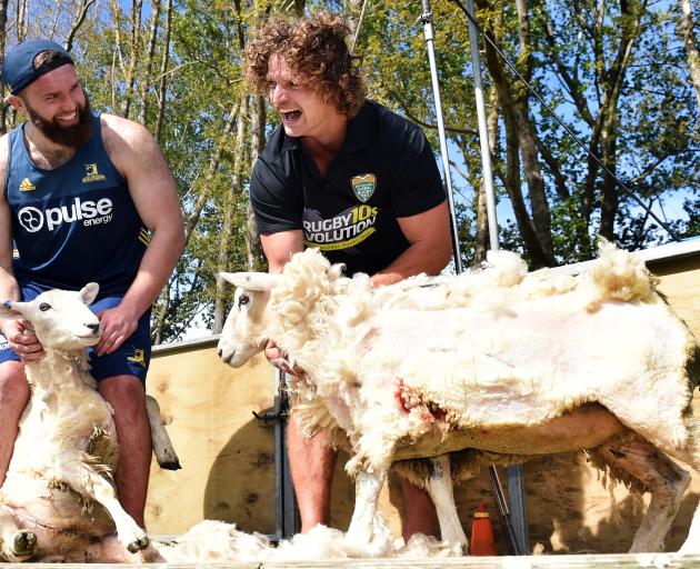 Highlander Liam Coltman (left) and the Honey Badger, Nick Cummins,  clutch the sheep they...