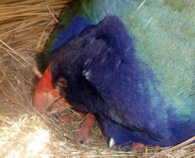 A takahe chick pokes its beak out from under its mother shortly after hatching last week. PHOTO:...