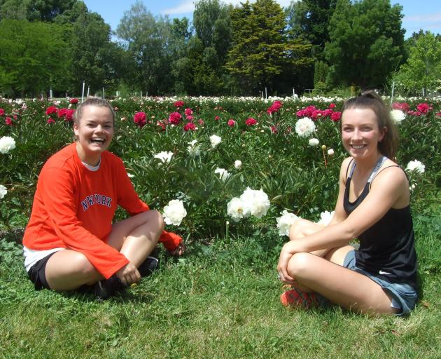 Clyde Orchard workers Millie Townsend (21) and Georgia Matheson (21) try to blend in with the...