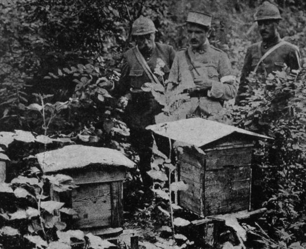Behind the lines on the Meuse. French troops set up these beehives to secure a stock of honey to...