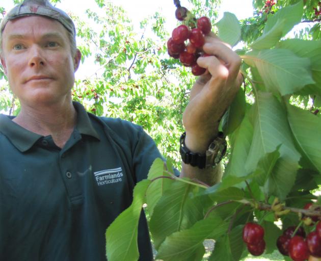 Jackson Orchard staff member Lindsay Reid picks the first cherries of the season at Jackson...