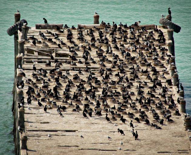 The Oamaru Harbour shag colony could soon be the largest in Otago. PHOTO: CHRIS LALAS