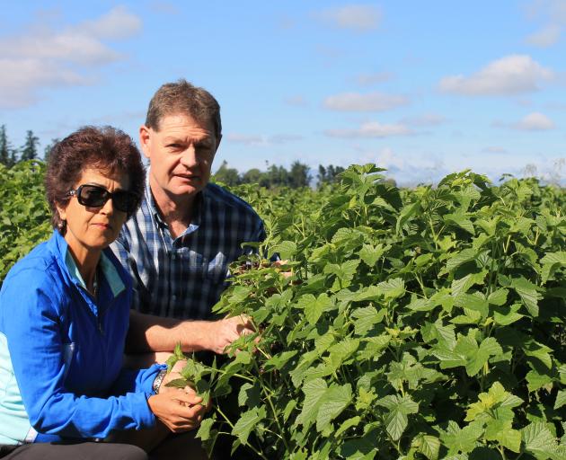 Afsaneh and Tony Howey check one of their crops of currants at their Pleasant Point property. Photo: Supplied