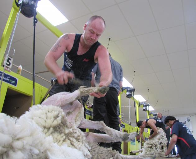 Troy Pyper, of Winton, competes in the Waimate Shears last month. Photo: Supplied
