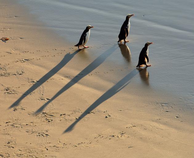 Penguins head out to sea. Photo: Stephen Jaquiery