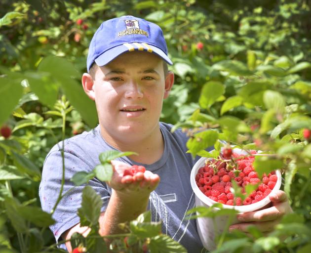 Logan Dale (14) is busy picking raspberries at McArthur's Berry Farm, near Outram. Photo: Gerard O'Brien