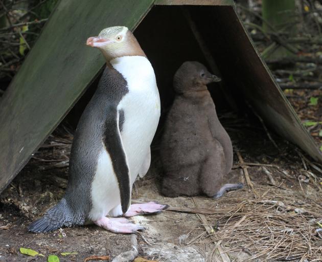 When they are about 5 weeks old, yellow-eyed penguin chicks’  immune systems  can resist avian diphtheria. About three-quarters of the chicks at Moeraki were treated for the disease this year. Photo: Hamish MacLean