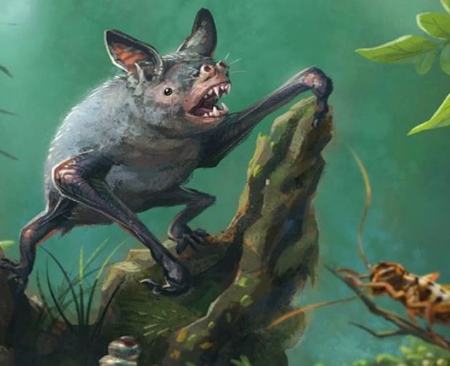 Artist's impression of a New Zealand burrowing bat, Mystacina robusta, that went extinct in the...