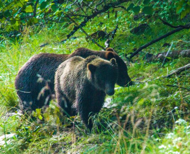 Brown bear younglings at Pack Creek, Alaska. PHOTO: JANINE MALLON

