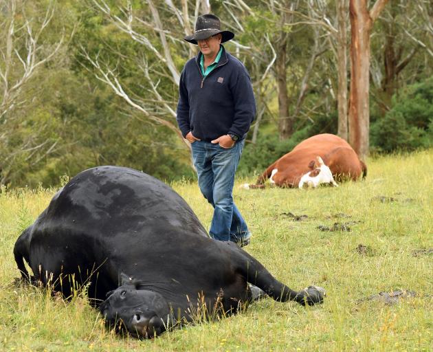 Taieri farmer James Adam with two of the cattle beasts shot on his Otokia-Kuri Bush Rd property...