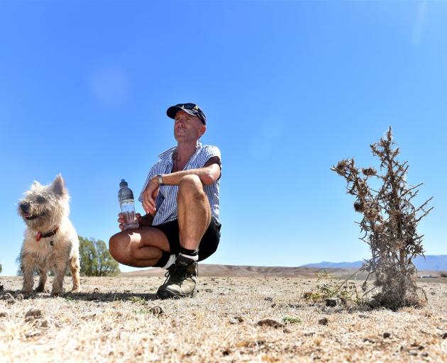 Donny Maclean surveys his dry Omakau farm, Bellfield, with his dog Hamish in the face of the persistently hot weather. Photo: Peter McIntosh